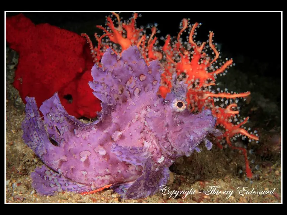 Anilao Macro Dive Media Highlight